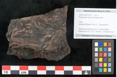 Foto (Objekt + Etikett) von Protocladus lingua Ettingshausen (NHMW-GEO-2024-0188-10331)